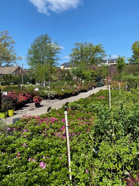 Frank Otte Nursery and Garden Center – Frank Otte Nursery and Garden Center